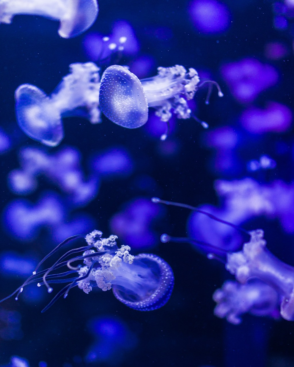 méduses mauves