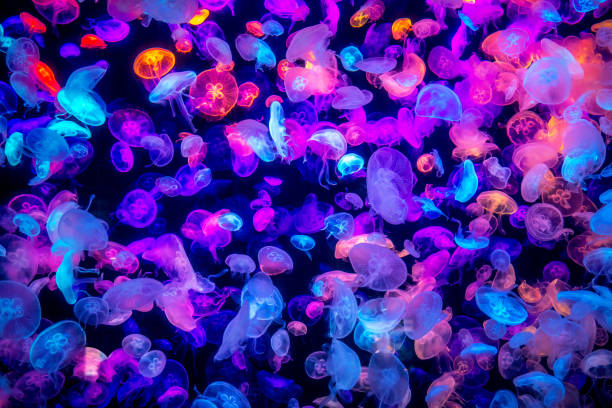 méduses colorées